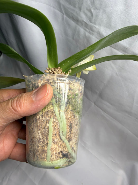 AMM260 Phalaenopsis (Mituo Reflex Dragon X Mituo Blue Firefly) - Seed Grown 260607 Flowering