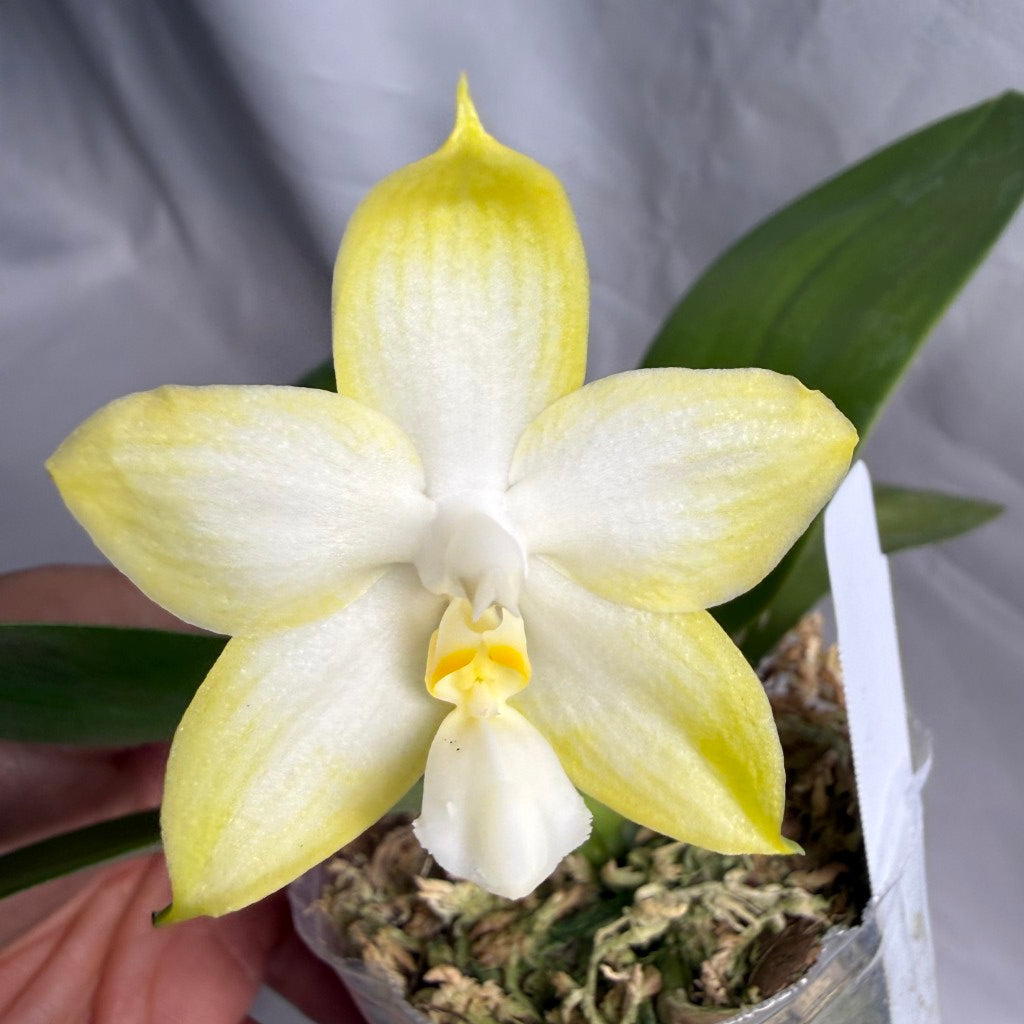 AMM260 Phalaenopsis (Mituo Reflex Dragon X Mituo Blue Firefly) - Seed Grown 260607 Flowering