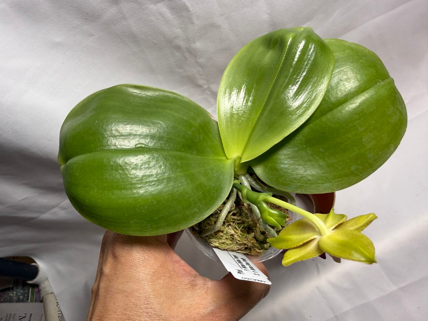 AMM260 Phalaenopsis (Mituo Reflex Dragon X Mituo Blue Firefly) - Seed Grown 260608 Flowering
