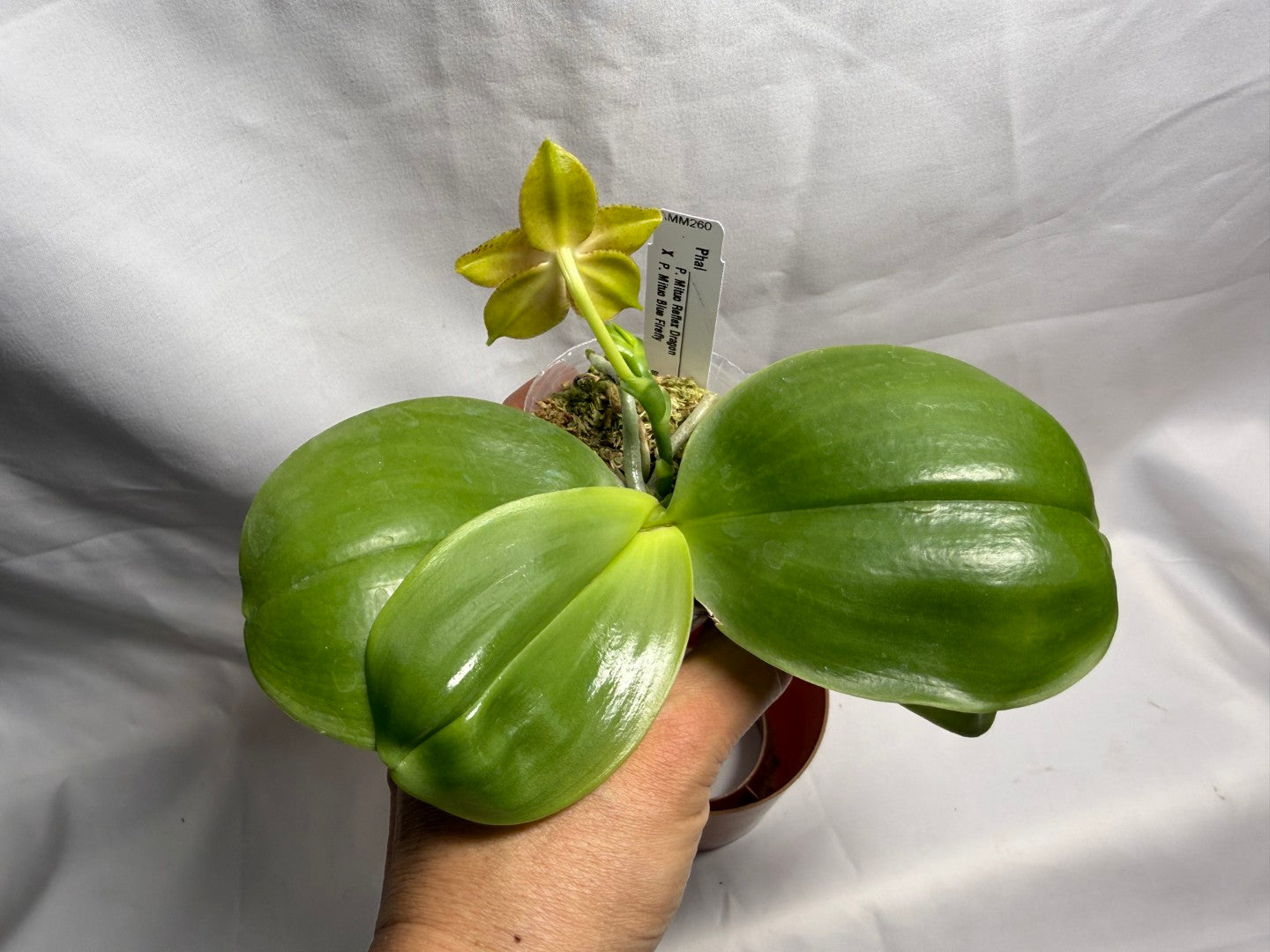 AMM260 Phalaenopsis (Mituo Reflex Dragon X Mituo Blue Firefly) - Seed Grown 260608 Flowering