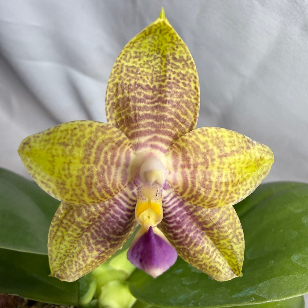 AMM260 Phalaenopsis (Mituo Reflex Dragon X Mituo Blue Firefly) - Seed Grown 260608 Flowering