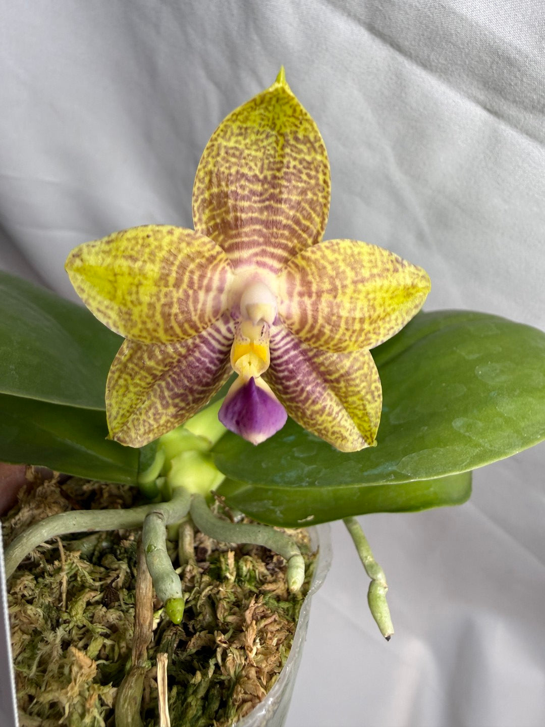 AMM260 Phalaenopsis (Mituo Reflex Dragon X Mituo Blue Firefly) - Seed Grown 260608 Flowering