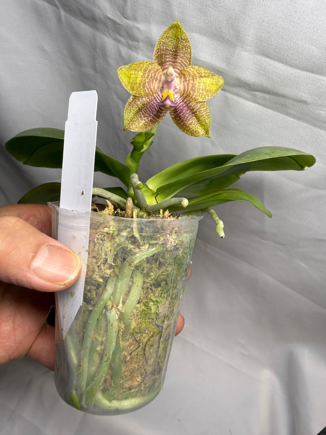 AMM260 Phalaenopsis (Mituo Reflex Dragon X Mituo Blue Firefly) - Seed Grown 260608 Flowering