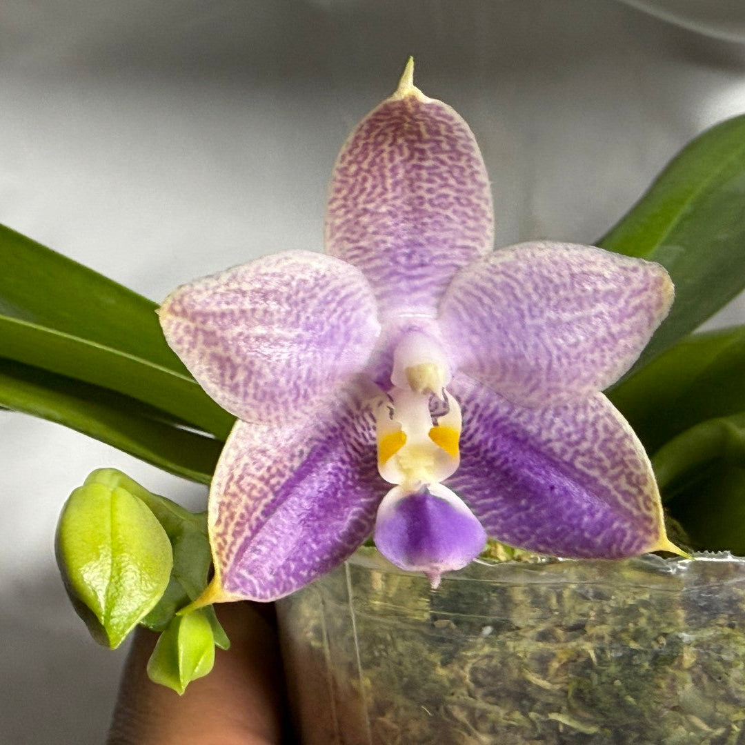 A close-up of a purple and lavender spotted Phalaenopsis orchid flower with green leaves and a small bud, growing in a clear plastic pot with moss.