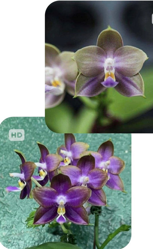 AMM260 Phalaenopsis (Mituo Reflex Dragon 'Blue Ring' X Mituo Blue Firefly) - Seed Grown