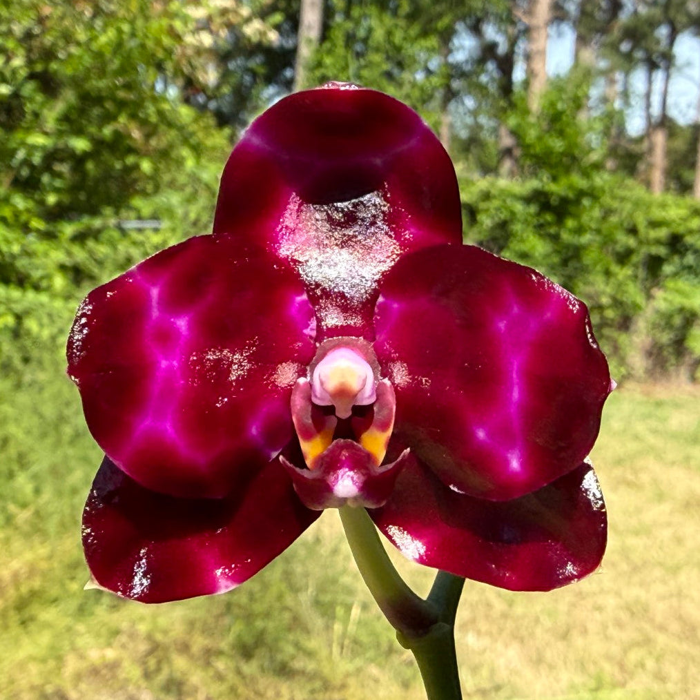 AMM271 Phalaenopsis Mituo Solar Blaze - Seed Grown – Big Leaf Orchids
