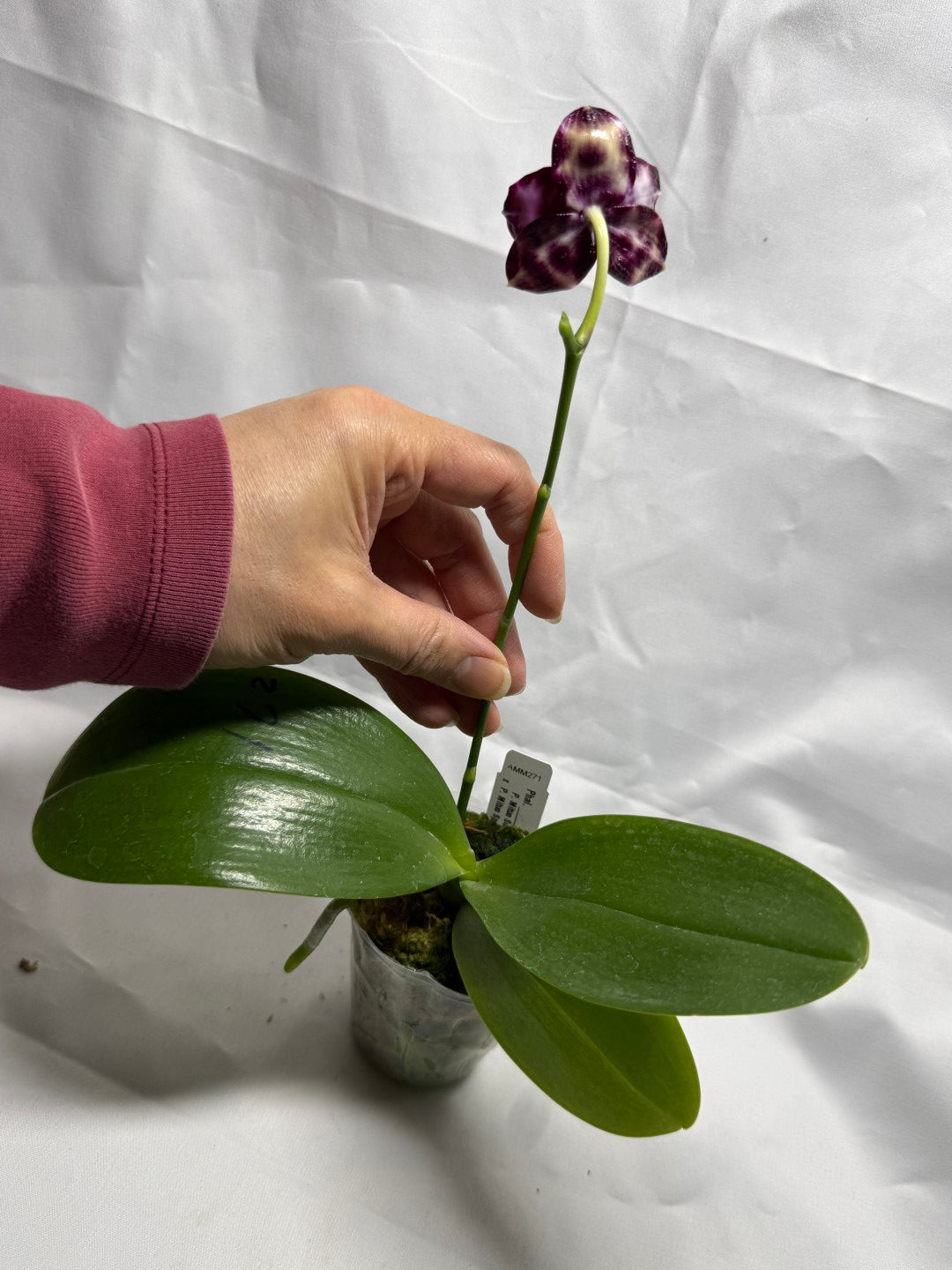 Phalaenopsis Mituo Solar Blaze - Seed Grown 260404 Flowering