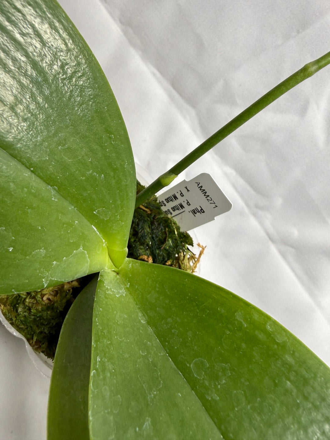 Phalaenopsis Mituo Solar Blaze - Seed Grown 260404 Flowering