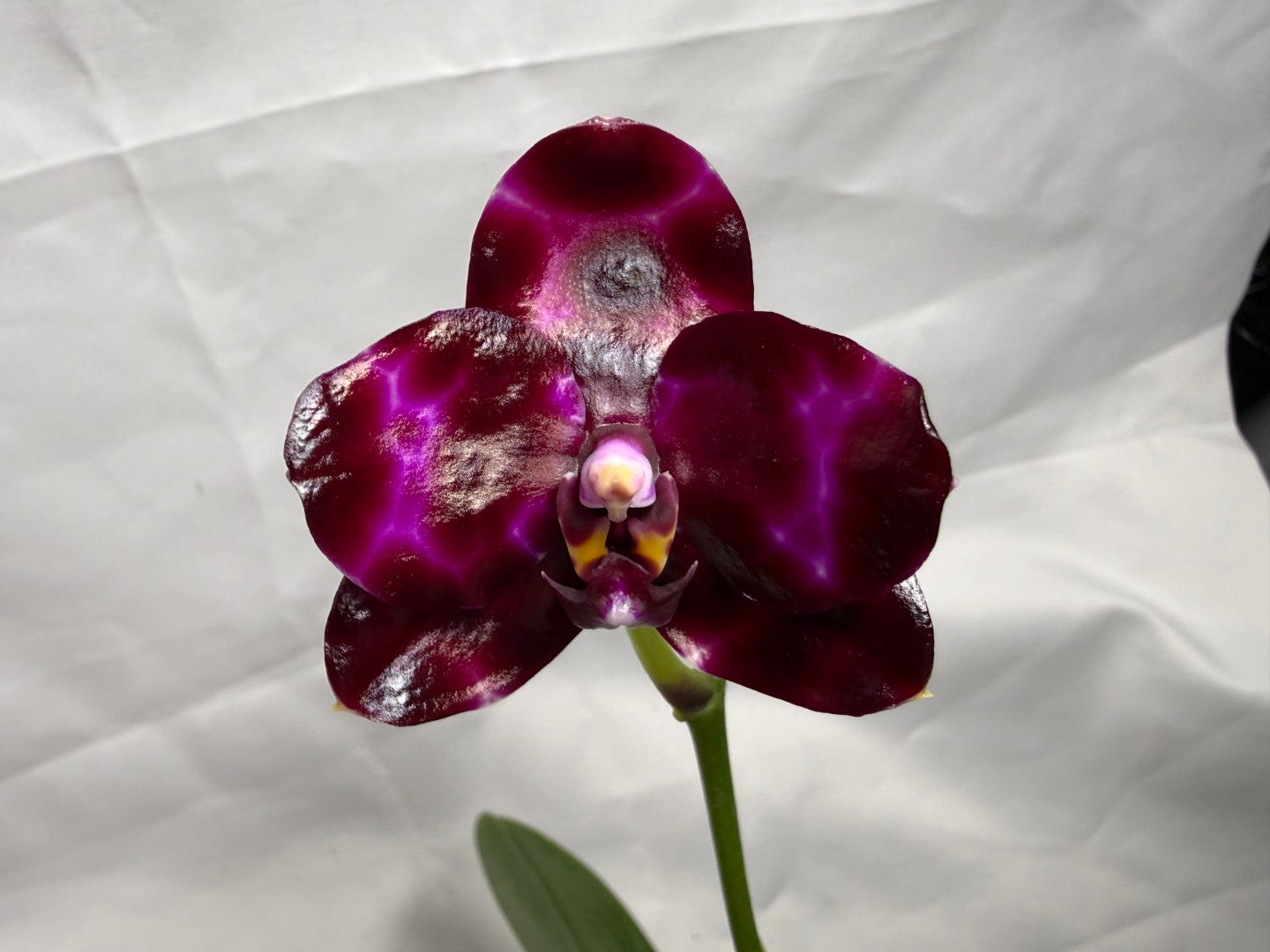 Phalaenopsis Mituo Solar Blaze - Seed Grown 260404 Flowering