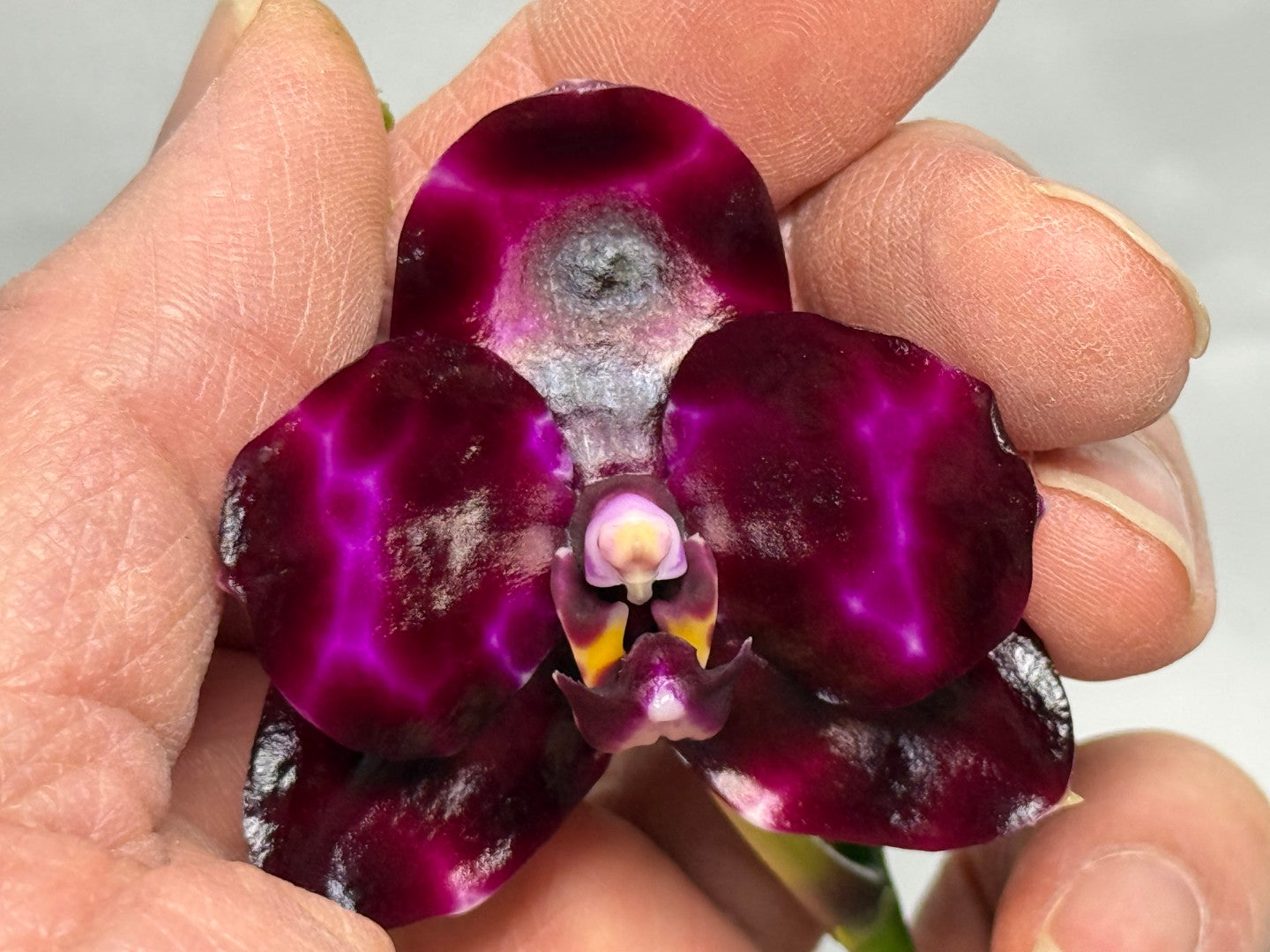 Phalaenopsis Mituo Solar Blaze - Seed Grown 260404 Flowering