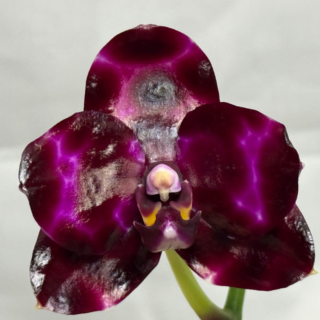 Phalaenopsis Mituo Solar Blaze - Seed Grown 260404 Flowering