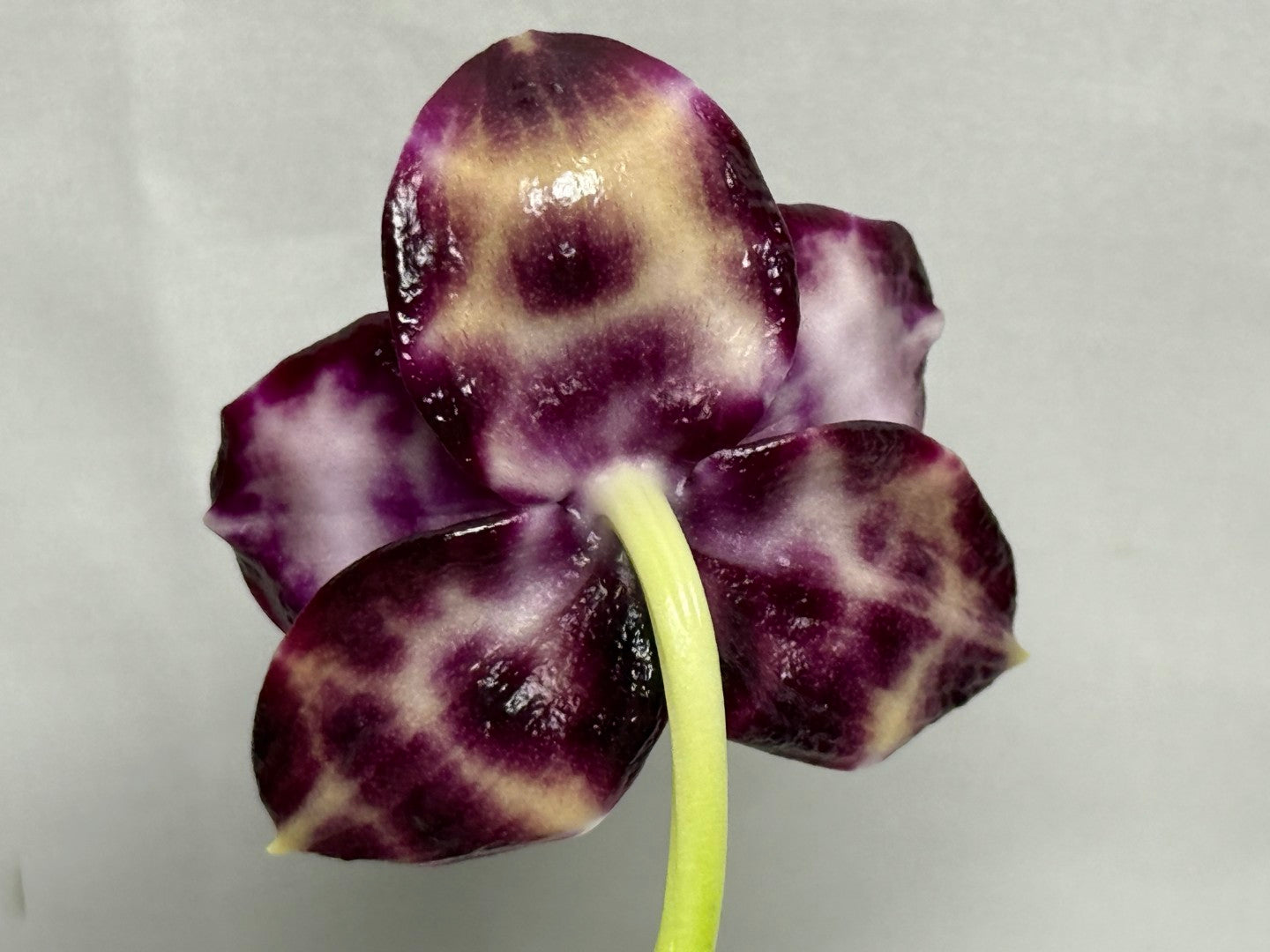 Phalaenopsis Mituo Solar Blaze - Seed Grown 260404 Flowering