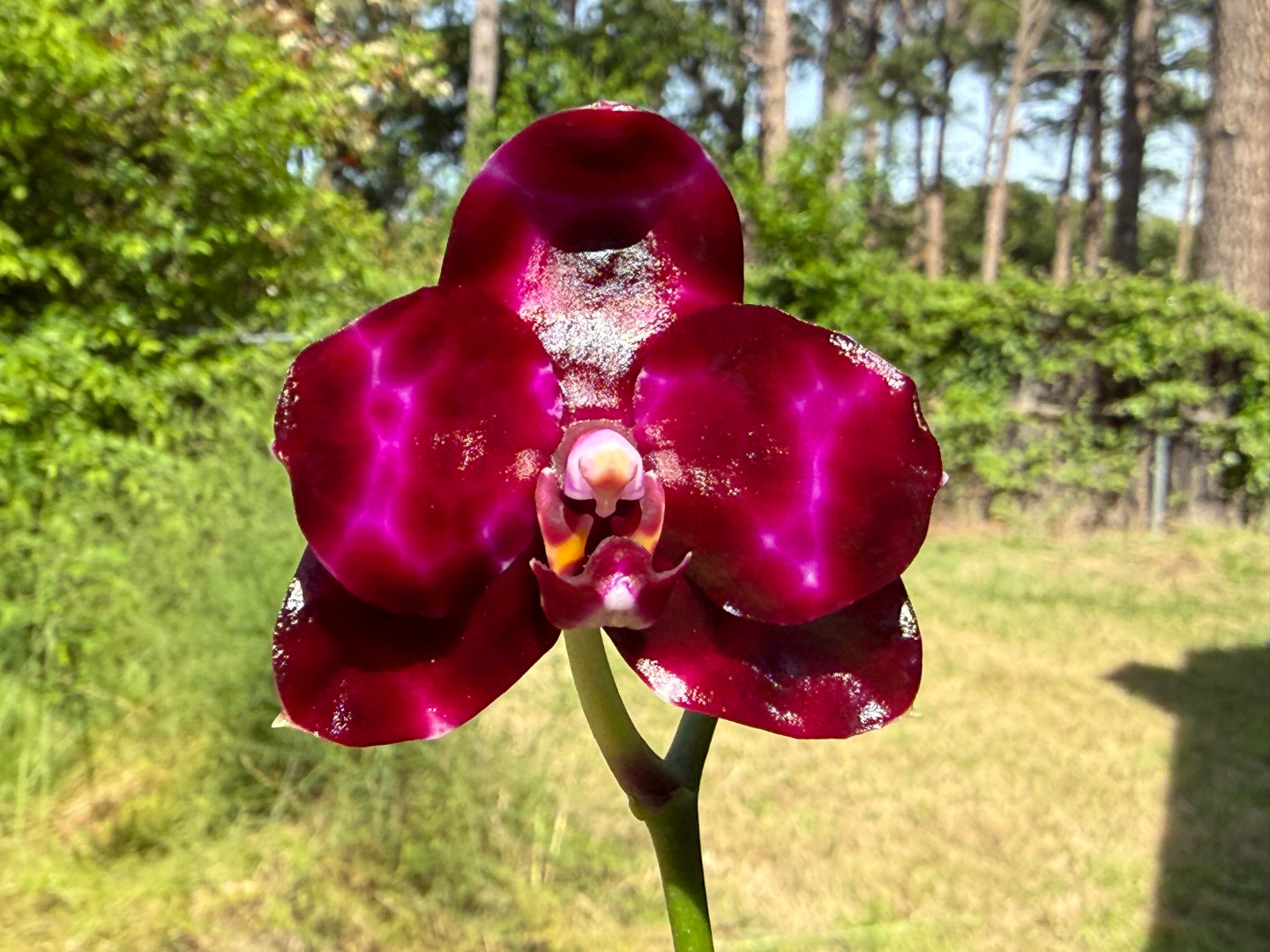 Phalaenopsis Mituo Solar Blaze - Seed Grown 260404 Flowering