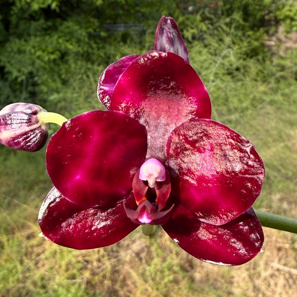 AMM271 Phalaenopsis Mituo Solar Blaze - Seed Grown – Big Leaf Orchids