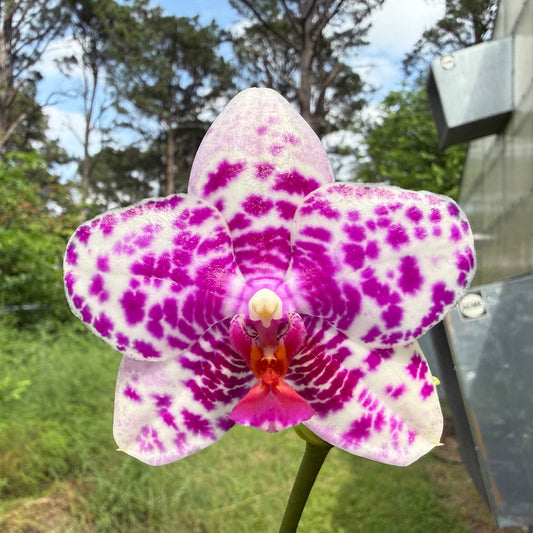 Phalaenopsis Mituo Solar Blaze - Seed Grown 260415 Flowering