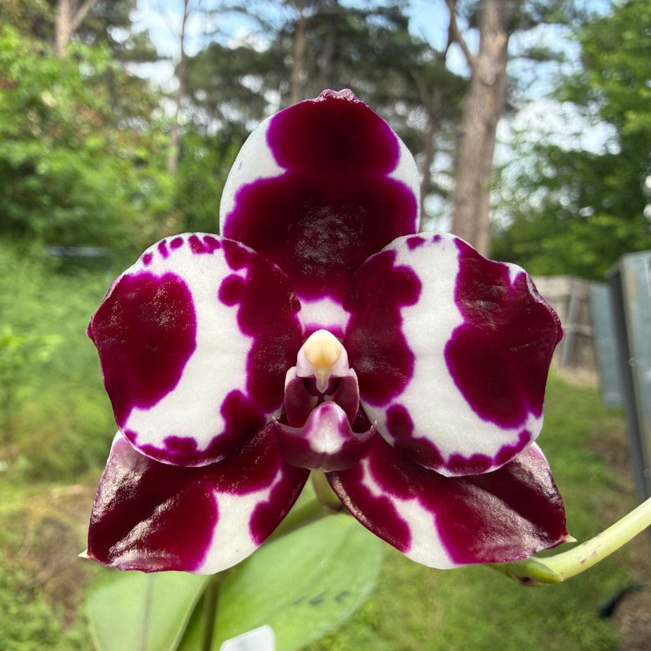 AMM271 Phalaenopsis Mituo Solar Blaze - Seed Grown