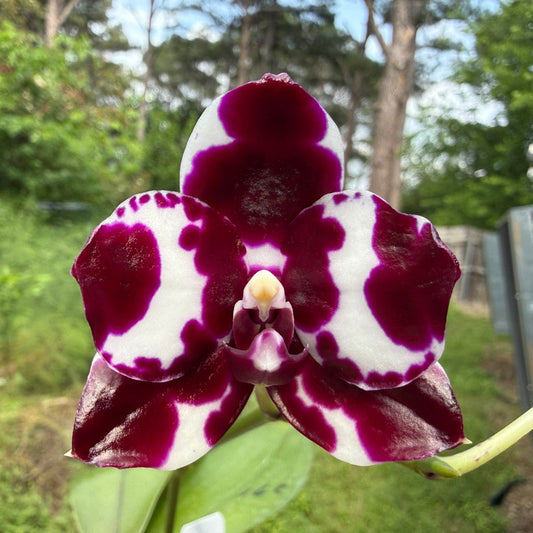 Phalaenopsis Mituo Solar Blaze - Seed Grown 260416 Flowering