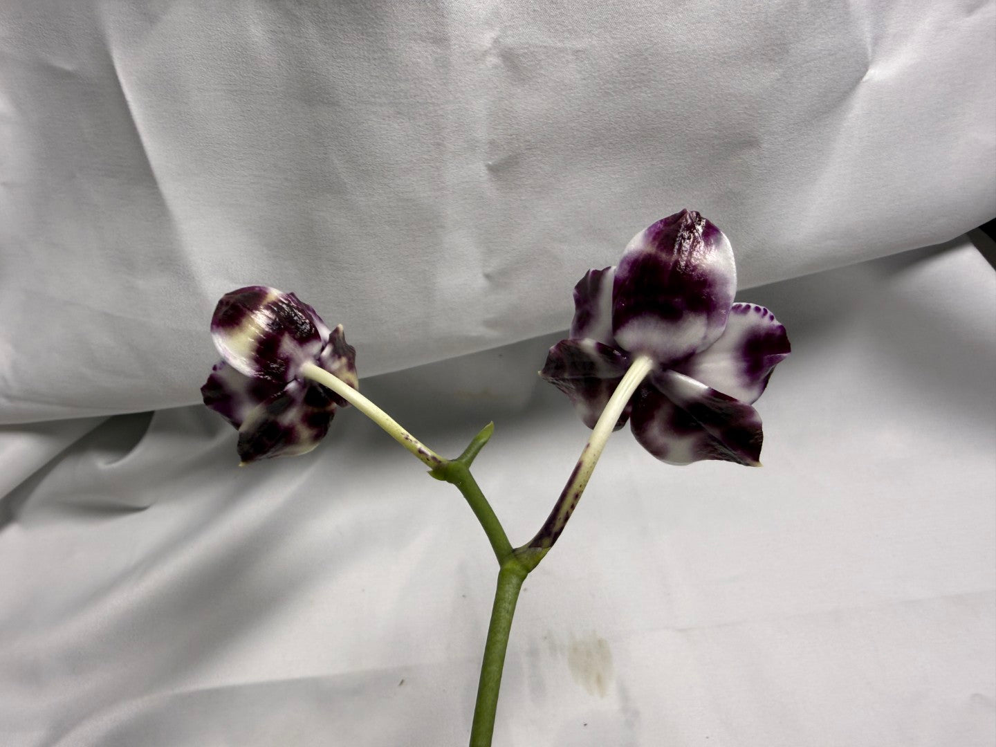 Phalaenopsis Mituo Solar Blaze - Seed Grown 260416 Flowering