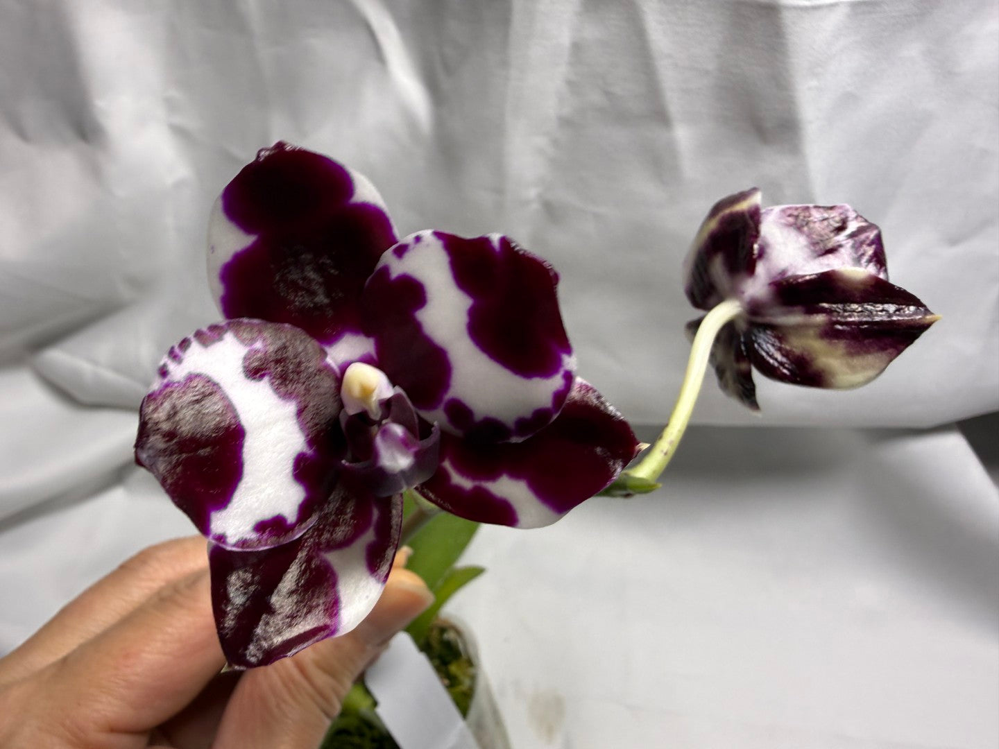 Phalaenopsis Mituo Solar Blaze - Seed Grown 260416 Flowering