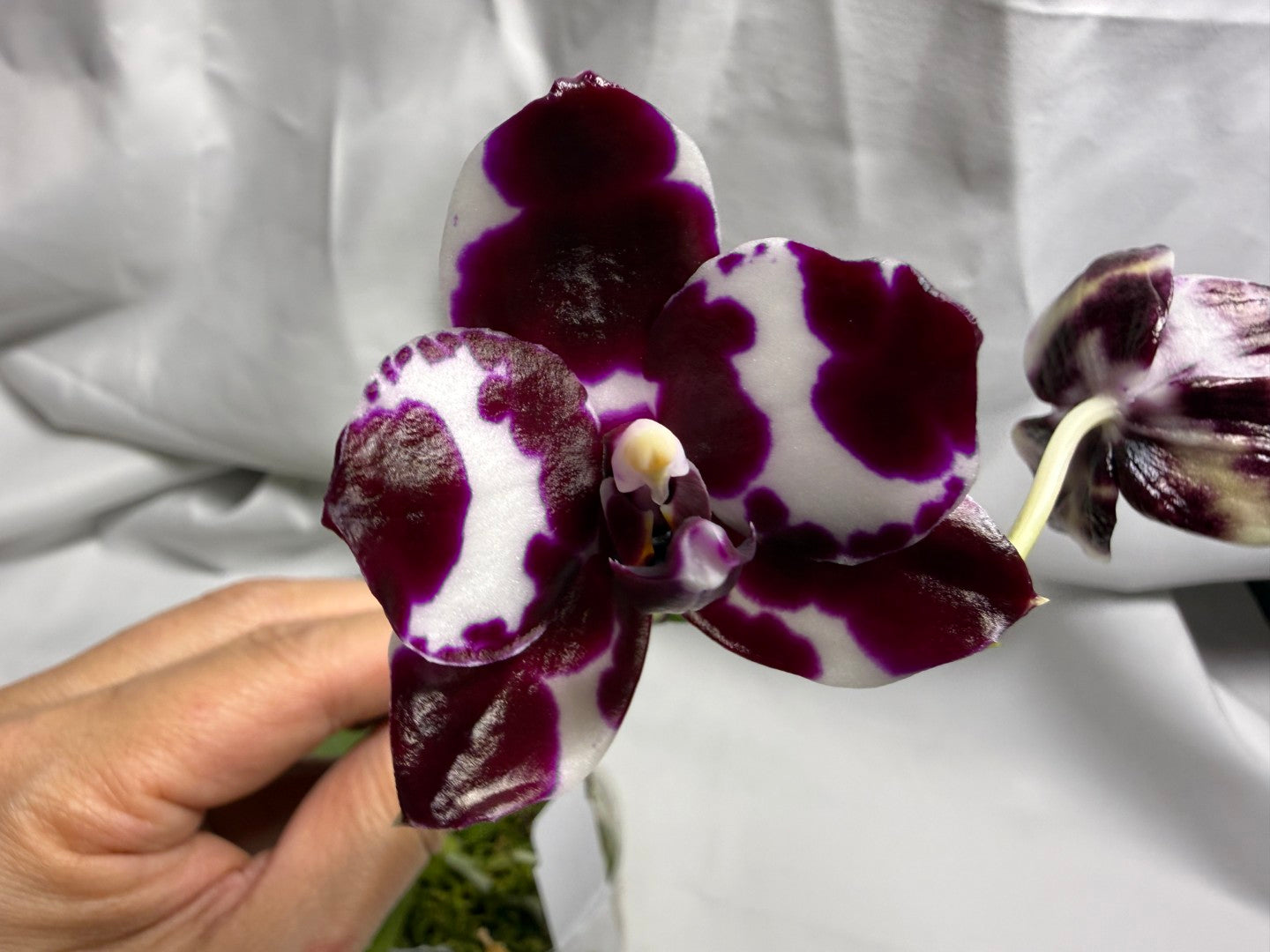 Phalaenopsis Mituo Solar Blaze - Seed Grown 260416 Flowering