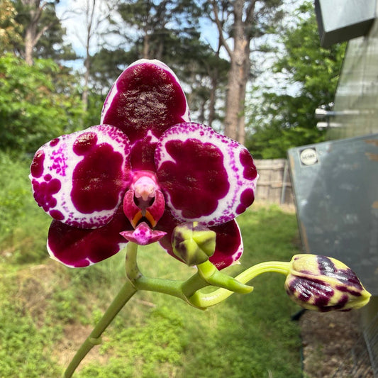 Phalaenopsis Mituo Solar Blaze - Seed Grown 260417 Flowering 2 spikes