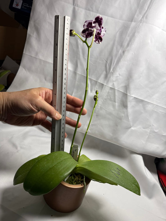 Phalaenopsis Mituo Solar Blaze - Seed Grown 260417 Flowering 2 spikes