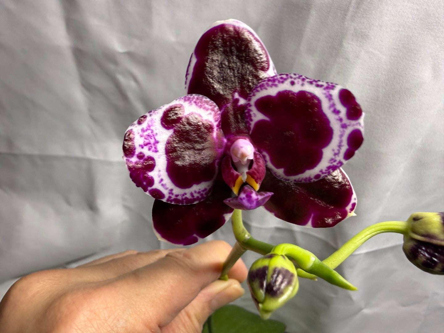 AMM271 Phalaenopsis Mituo Solar Blaze - Seed Grown