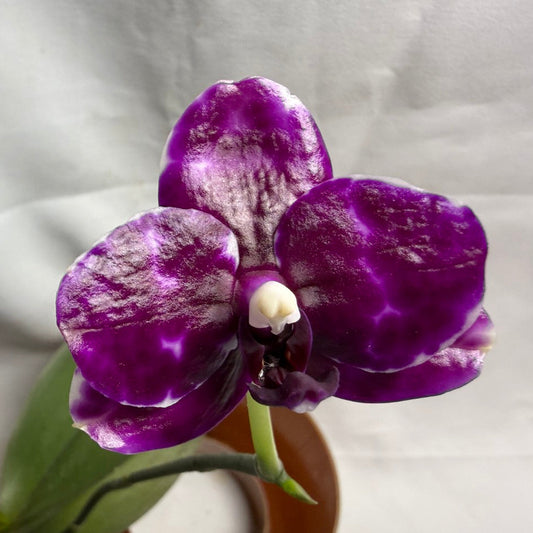 AMM271 Phalaenopsis Mituo Solar Blaze - Seed Grown 260608 Flowering