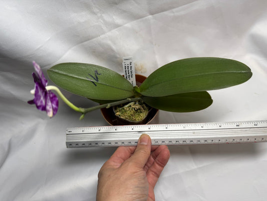 AMM271 Phalaenopsis Mituo Solar Blaze - Seed Grown 260608 Flowering