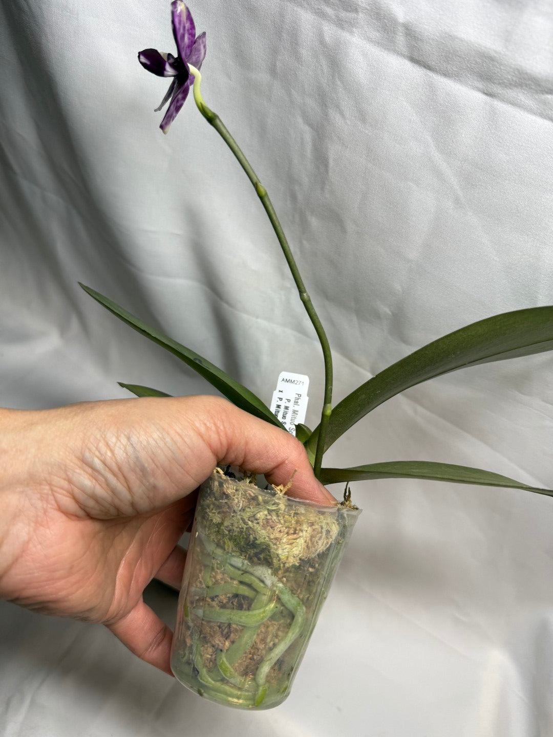 AMM271 Phalaenopsis Mituo Solar Blaze - Seed Grown 260608 Flowering