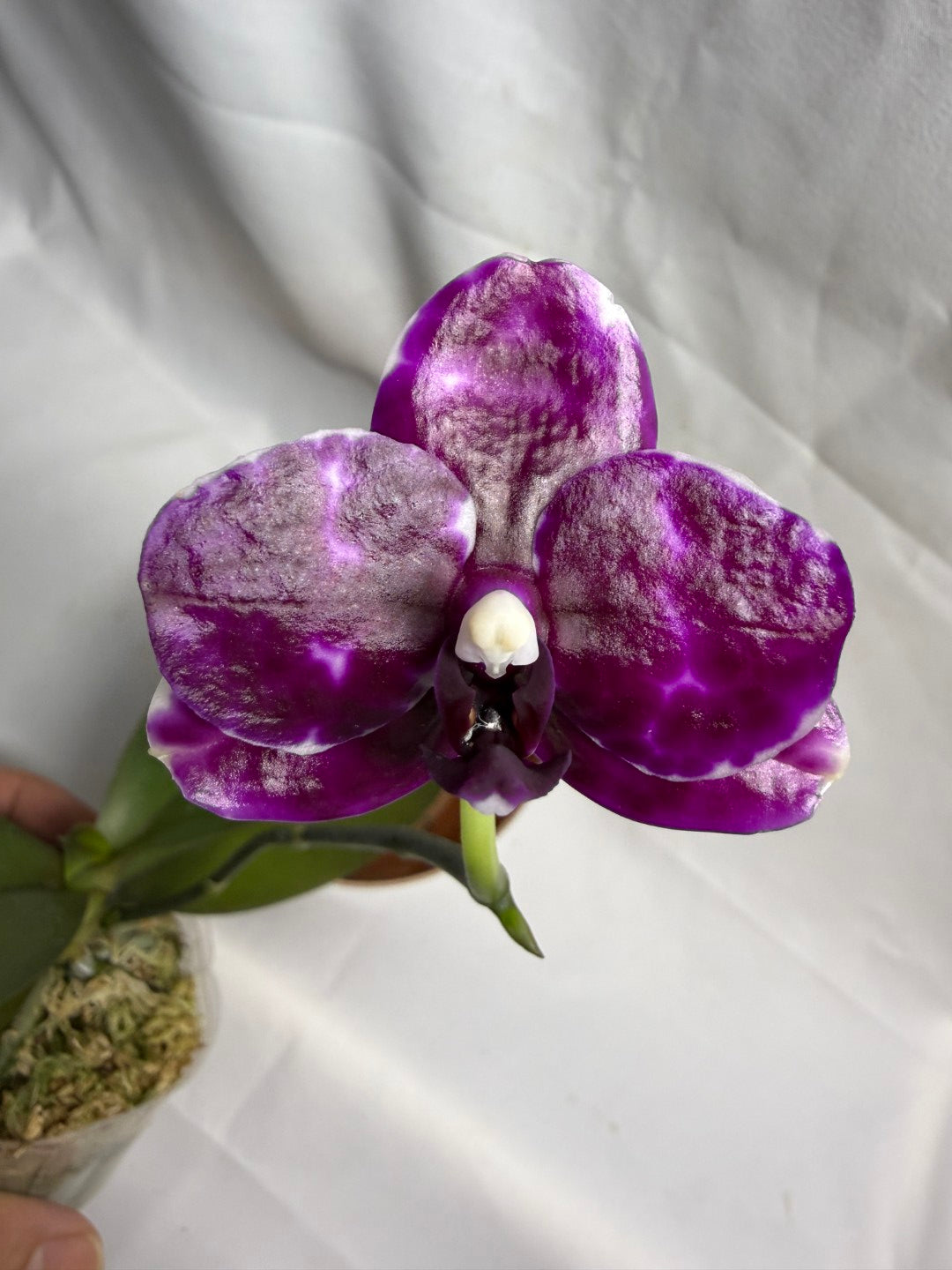 AMM271 Phalaenopsis Mituo Solar Blaze - Seed Grown 260608 Flowering