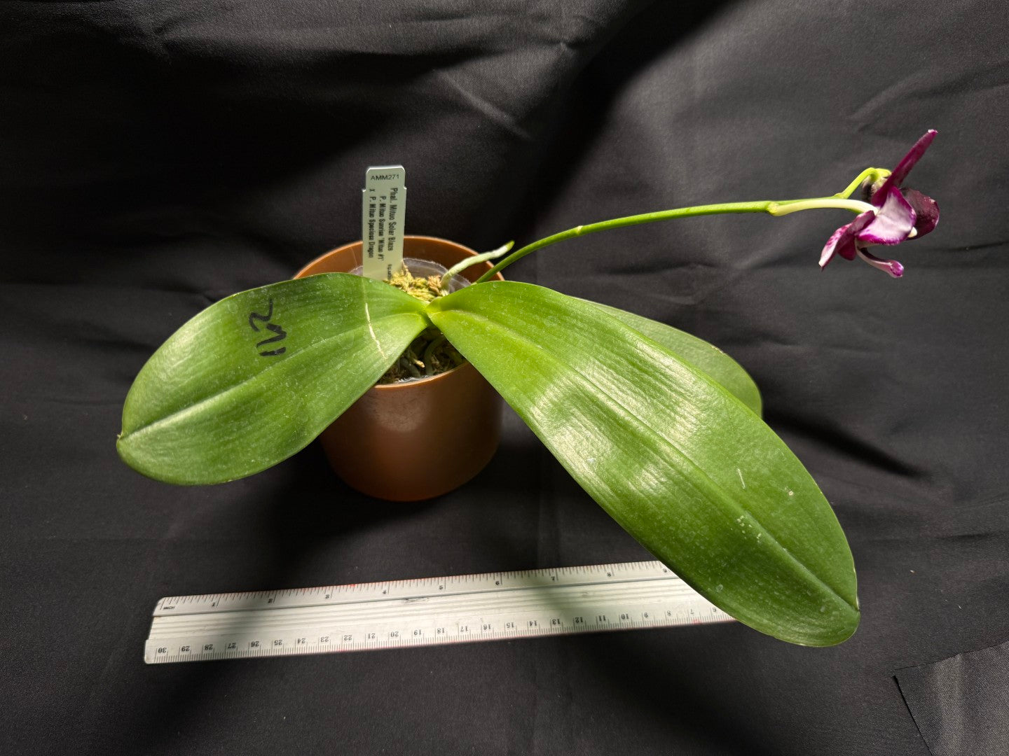 AMM271 Phalaenopsis Mituo Solar Blaze - Seed Grown 260713 Flowering
