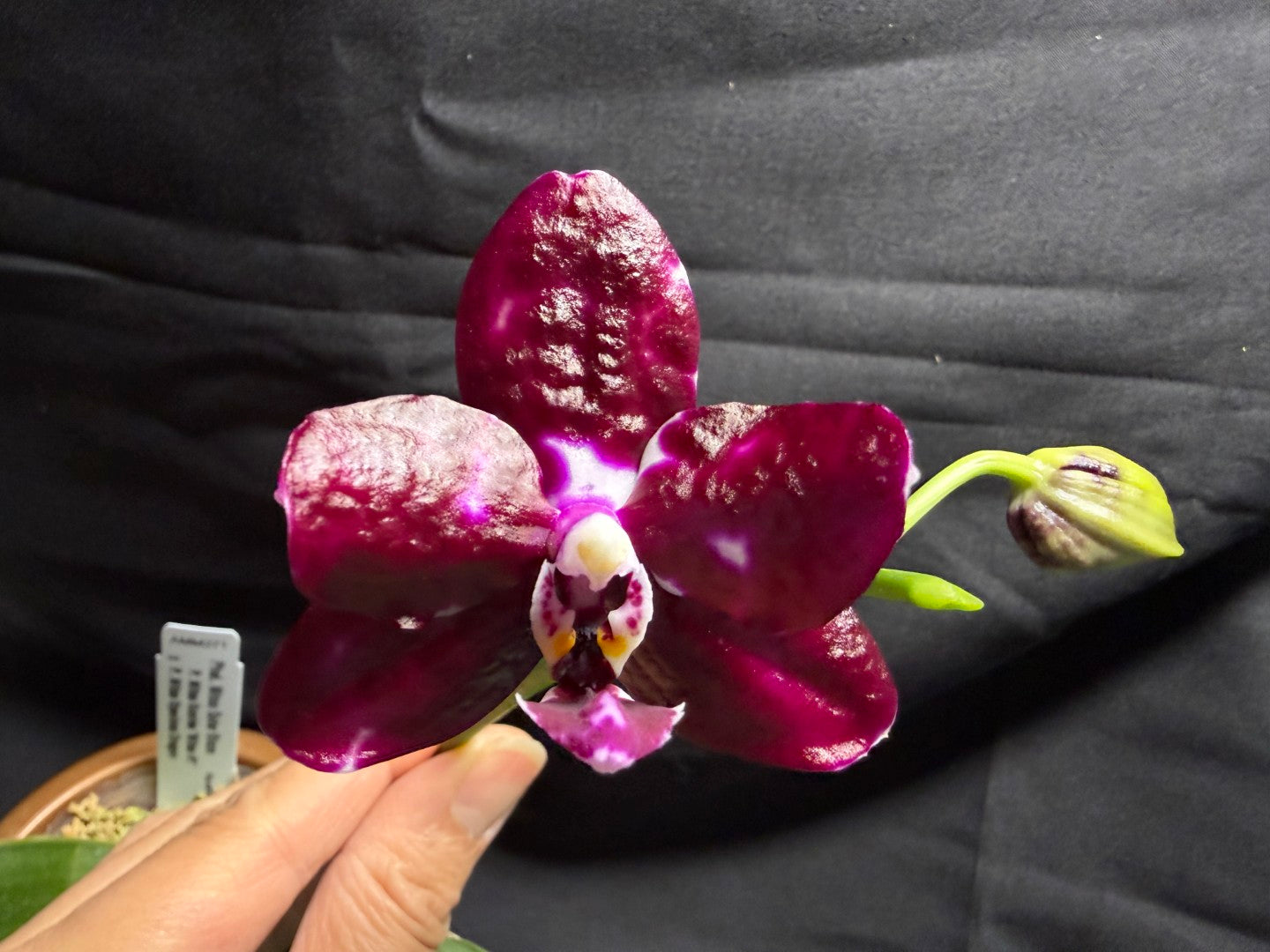 AMM271 Phalaenopsis Mituo Solar Blaze - Seed Grown 260713 Flowering