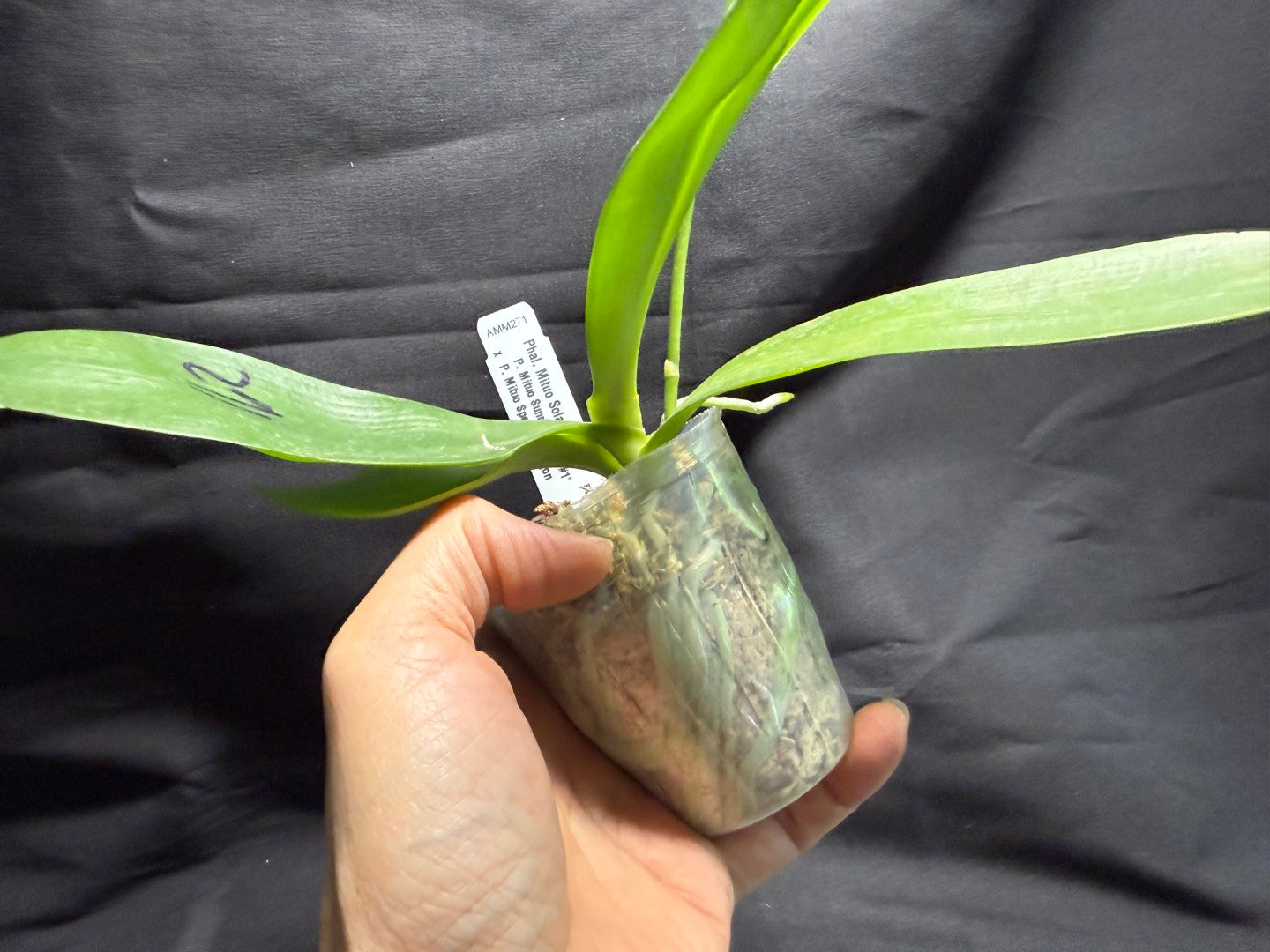 AMM271 Phalaenopsis Mituo Solar Blaze - Seed Grown 260713 Flowering