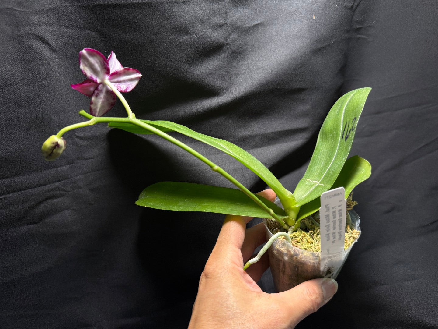 AMM271 Phalaenopsis Mituo Solar Blaze - Seed Grown 260713 Flowering