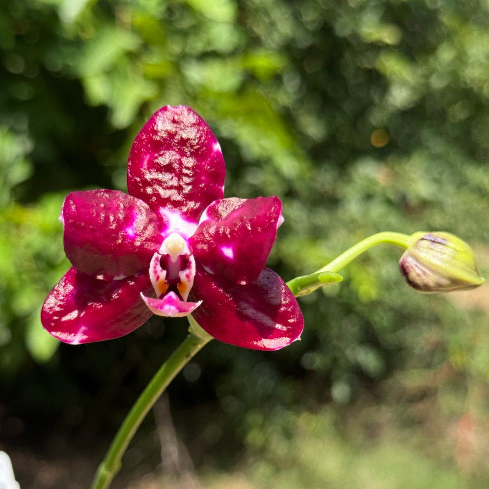 A close-up of a deep magenta-purple orchid flower with a small bud above it, photographed outdoors against a blurred green and tan natural background.