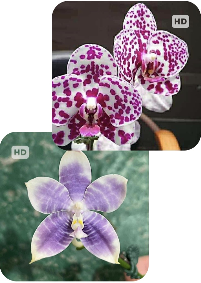 Phalaenopsis (Mituo Sunrise 'Mituo #1' x Mituo Speciosa Dragon)