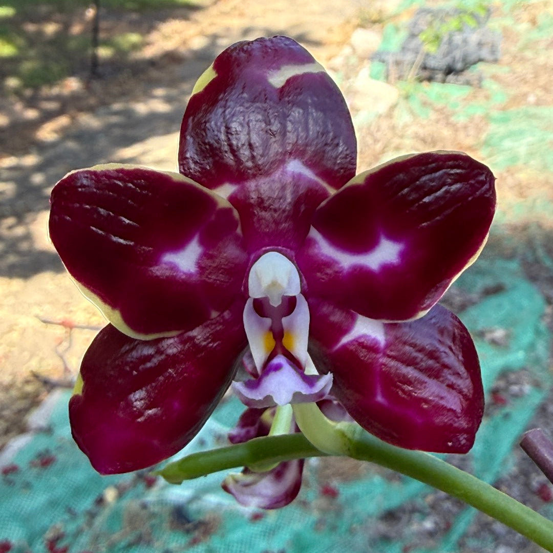 AMM272 (Mituo Speciosa Dragon X (P. Mituo Gigan Dragon 'Dragon’ x P. Mituo Sunrise)) - Seed Grown 260703 Flowering