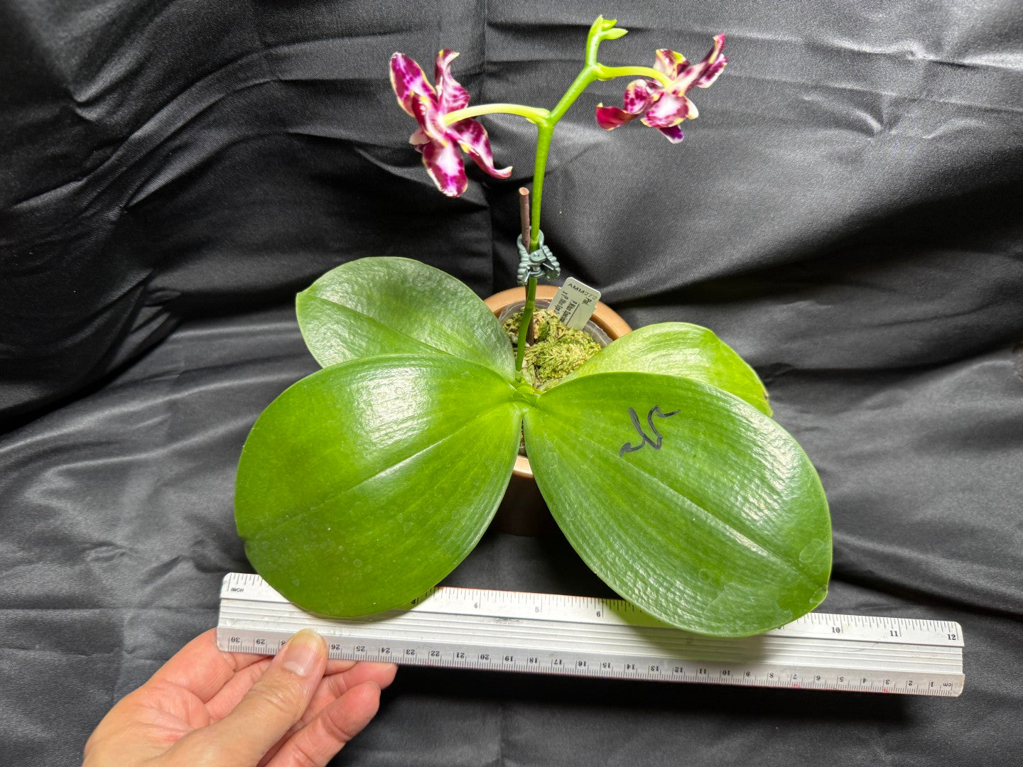 AMM272 (Mituo Speciosa Dragon X (P. Mituo Gigan Dragon 'Dragon’ x P. Mituo Sunrise)) - Seed Grown 260703 Flowering