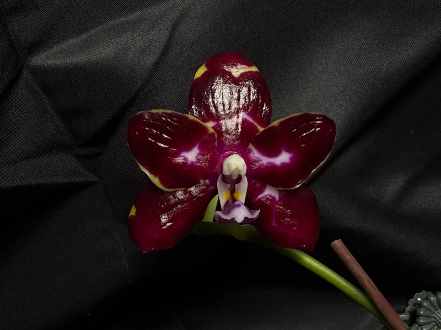 AMM272 (Mituo Speciosa Dragon X (P. Mituo Gigan Dragon 'Dragon’ x P. Mituo Sunrise)) - Seed Grown 260703 Flowering