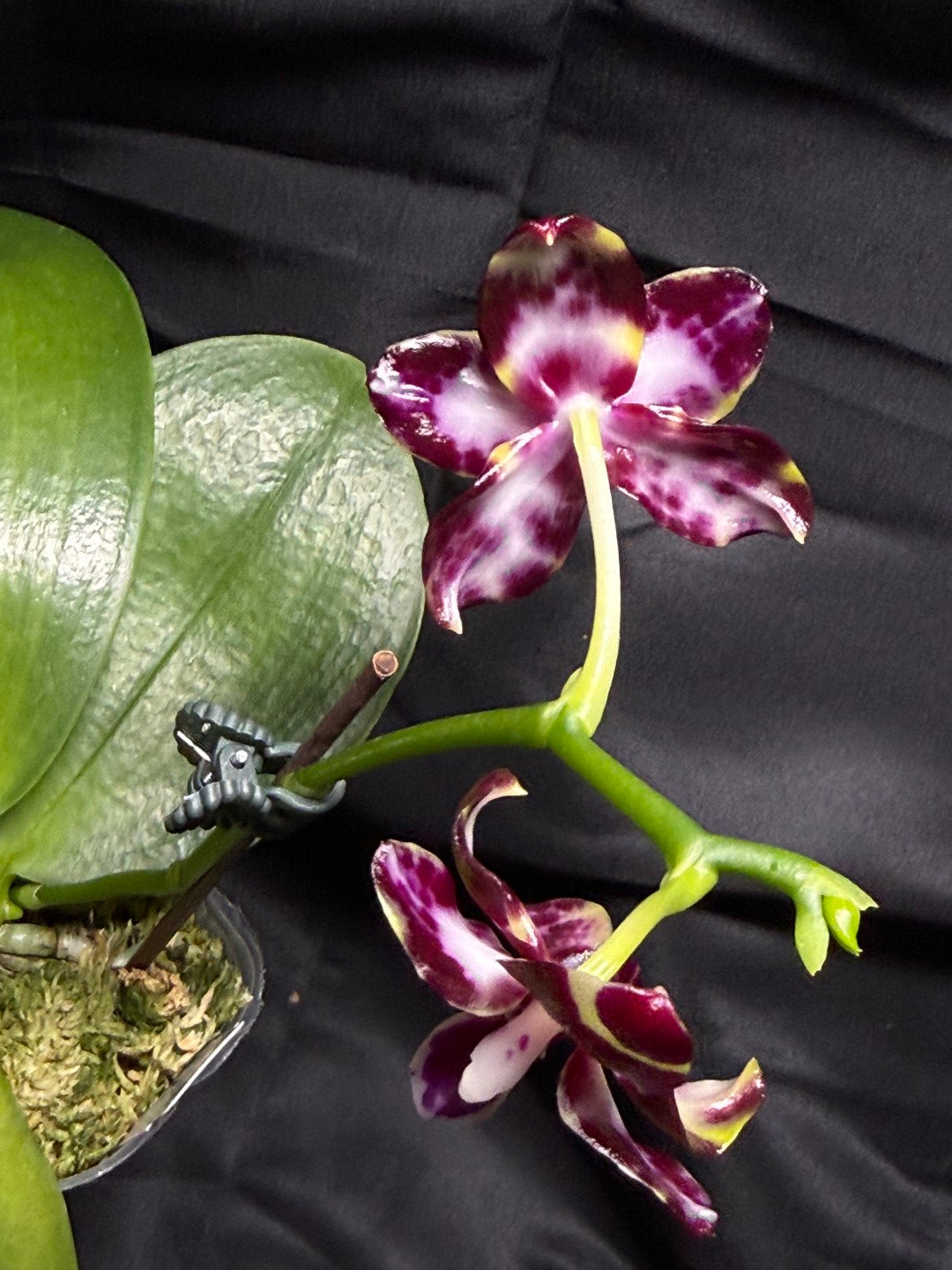 AMM272 (Mituo Speciosa Dragon X (P. Mituo Gigan Dragon 'Dragon’ x P. Mituo Sunrise)) - Seed Grown 260703 Flowering