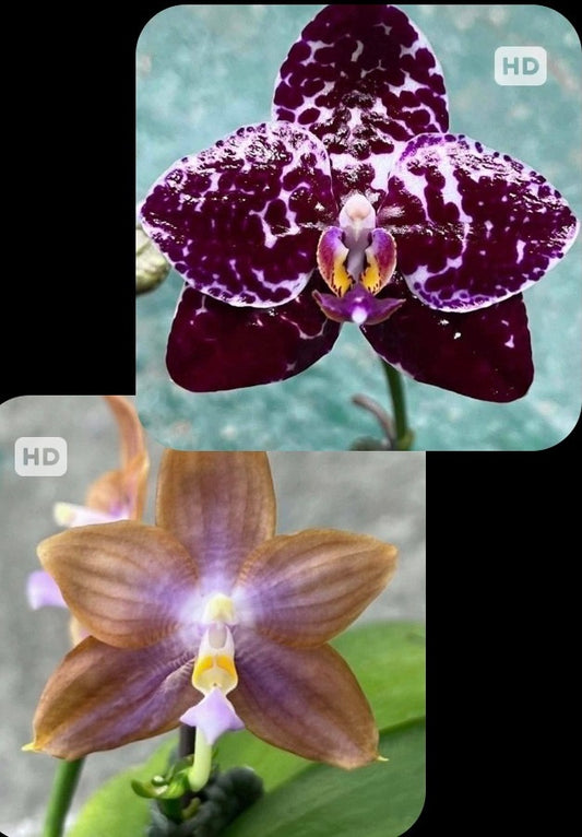 AMM272 (Mituo Speciosa Dragon X (P. Mituo Gigan Dragon 'Dragon’ x P. Mituo Sunrise)) - Seed Grown