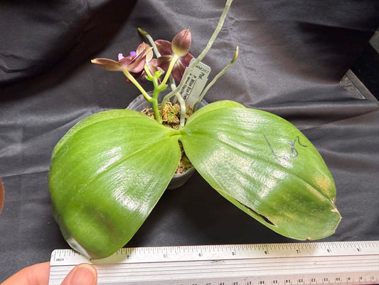 AMM287 - Phalaenopsis Mituo Black Sea (seed grown) Flowering 260707