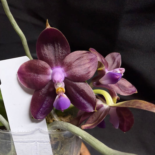 AMM287 - Phalaenopsis Mituo Black Sea (seed grown) Flowering 260707