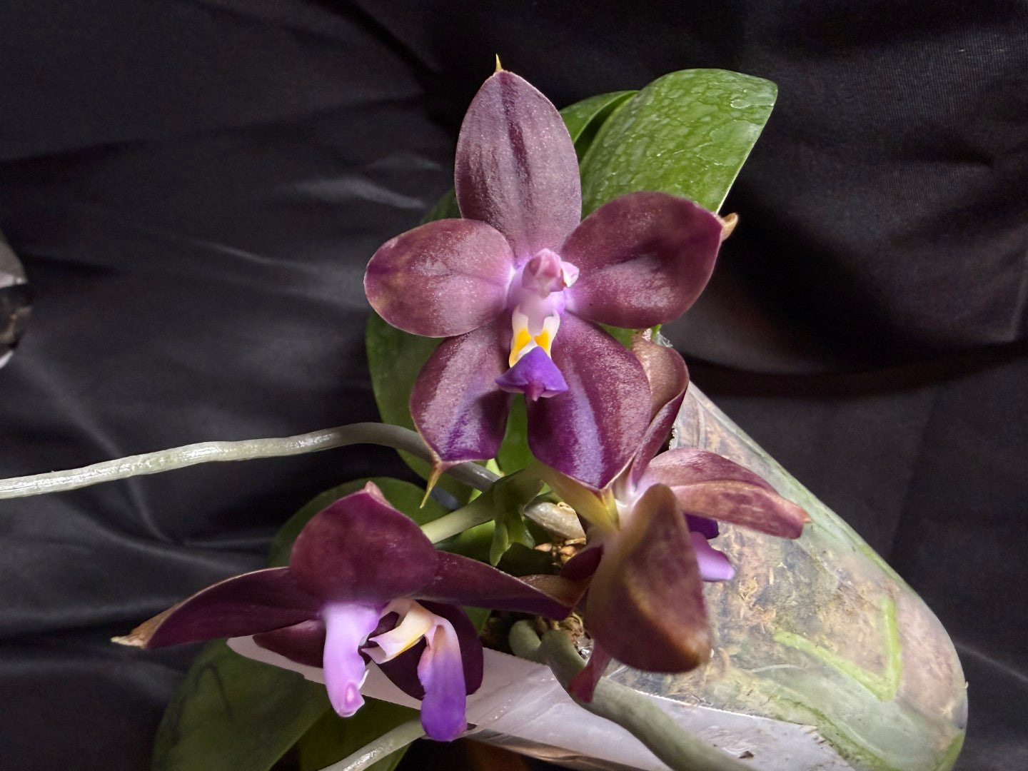 AMM287 - Phalaenopsis Mituo Black Sea (seed grown) Flowering 260707