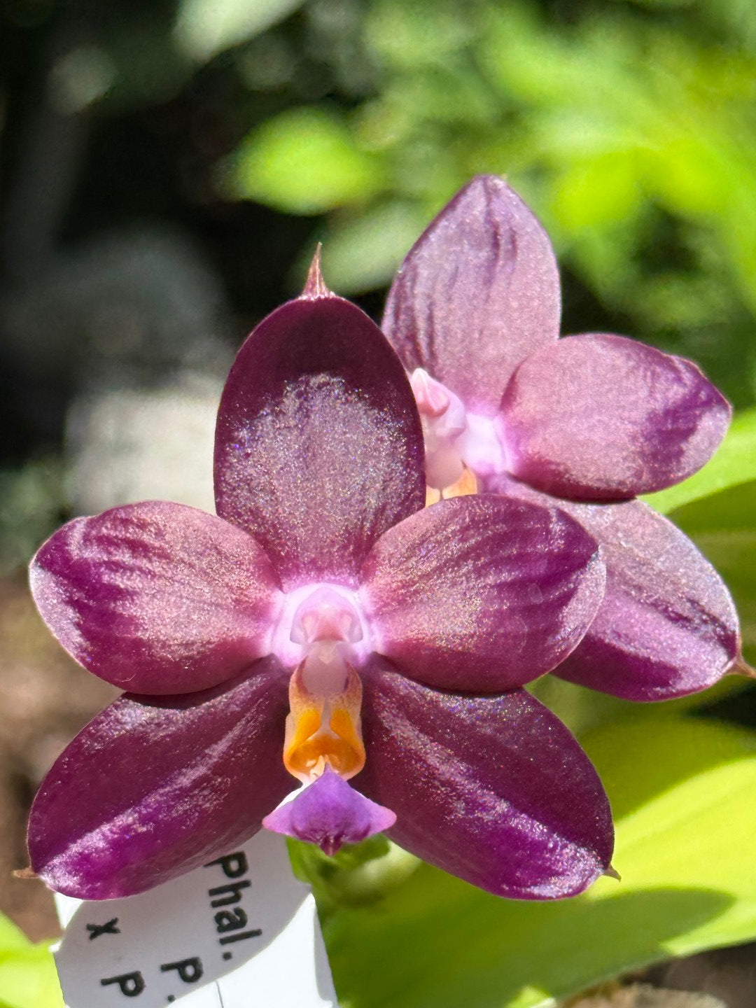 AMM287 - Phalaenopsis Mituo Black Sea (seed grown) Flowering 260713