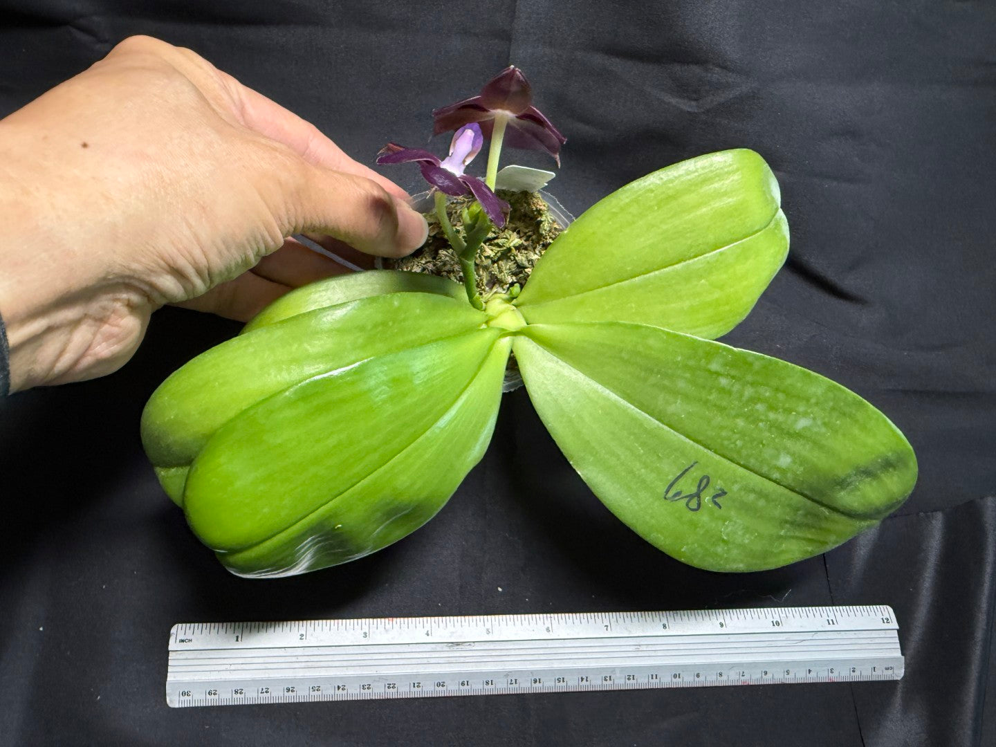 AMM287 - Phalaenopsis Mituo Black Sea (seed grown) Flowering 260713