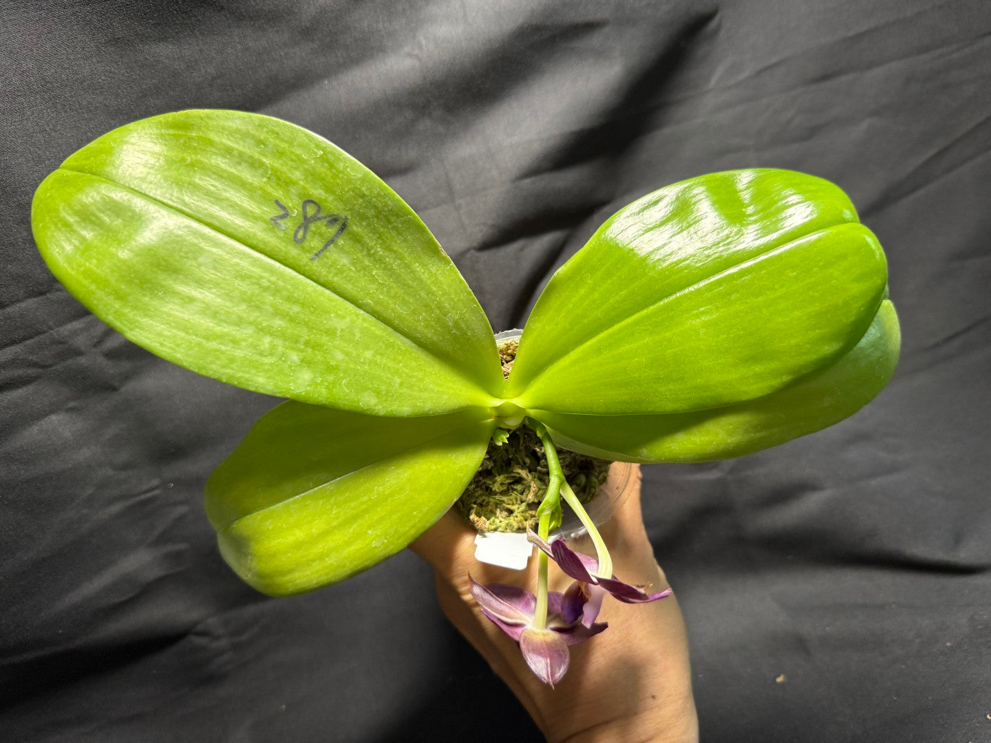 AMM287 - Phalaenopsis Mituo Black Sea (seed grown) Flowering 260713