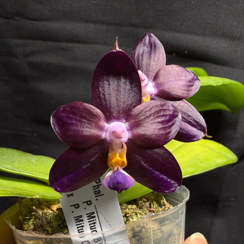 A purple Phalaenopsis orchid flower in a small clear plastic pot, held by a hand against a black fabric background. The flower has deep purple petals, a light purple lip, and a small yellow center, with green leaves and a white plant tag.