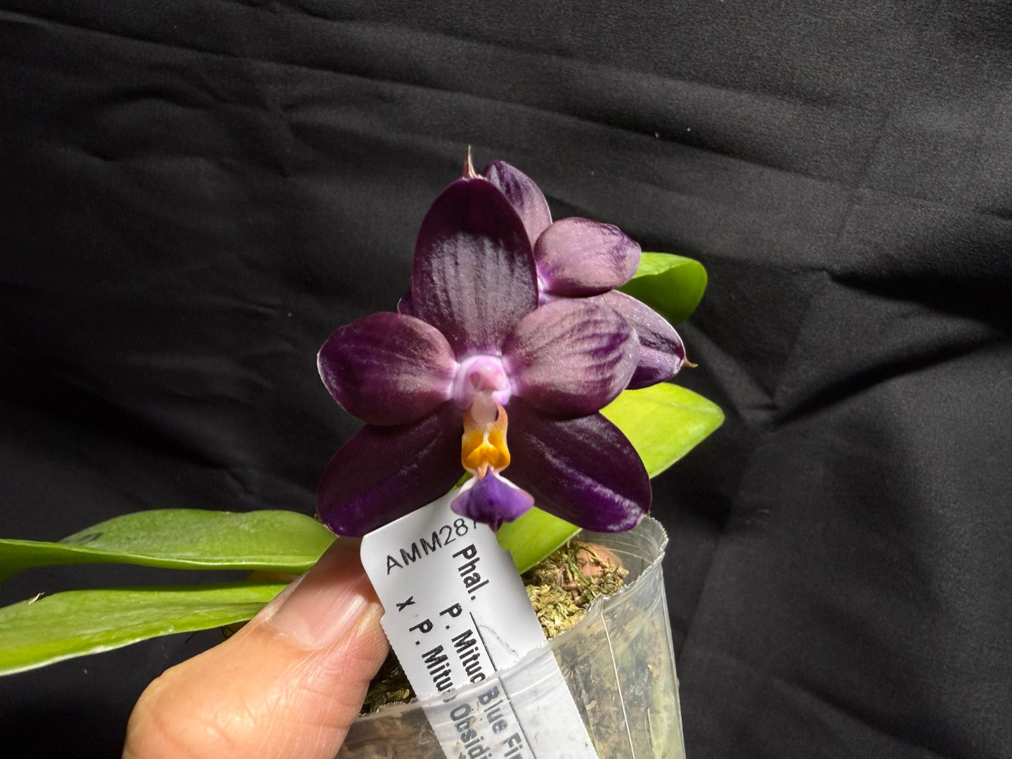 AMM287 - Phalaenopsis Mituo Black Sea (seed grown) Flowering 260713